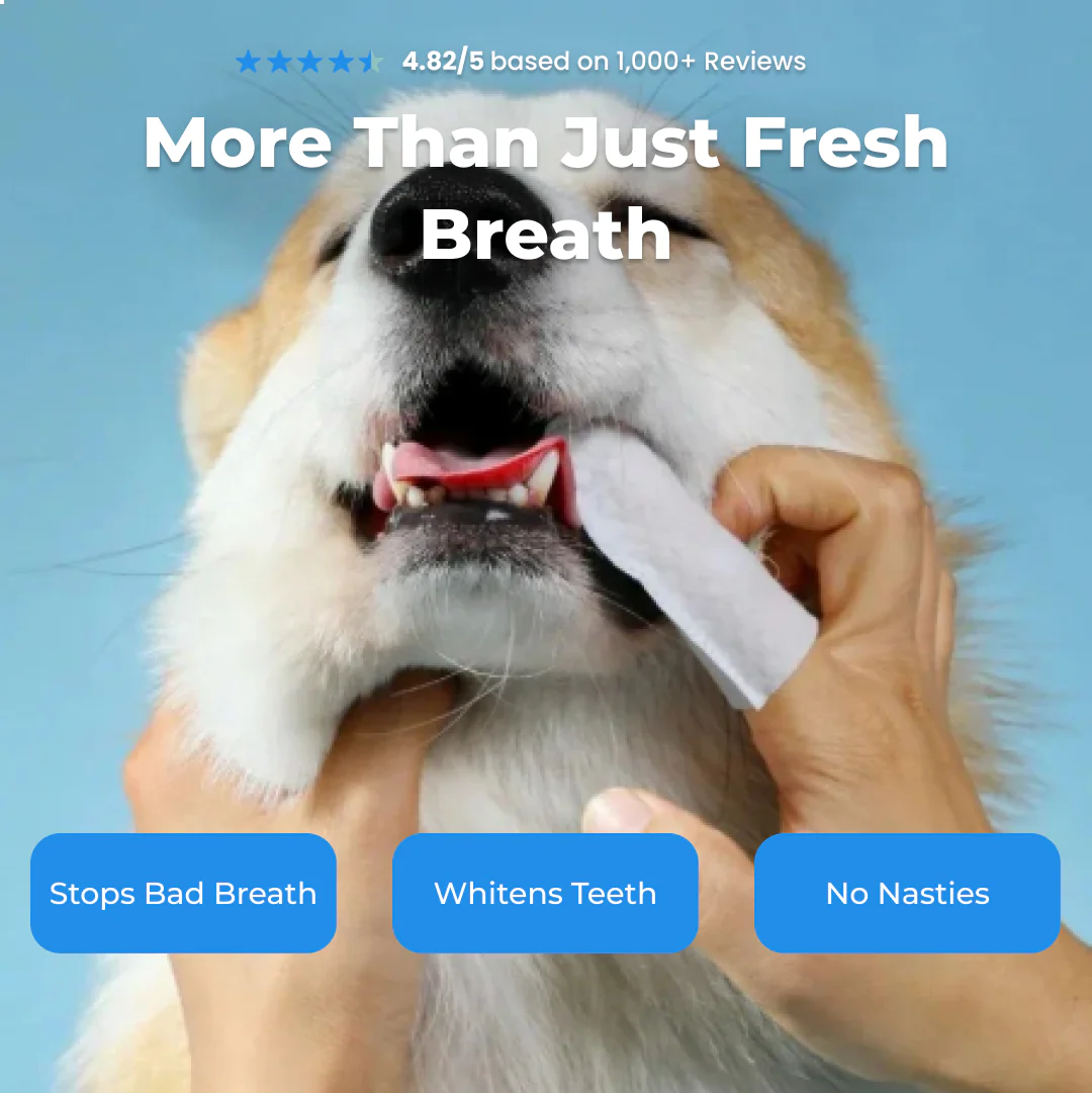 FreshWipes Kit – Protects Against Dental Diseases